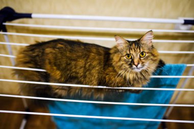 komik kedi giysi kurutma yalan