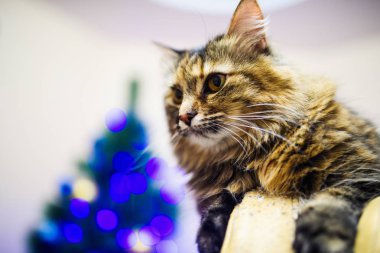 Noel zamanı evde kedi var.