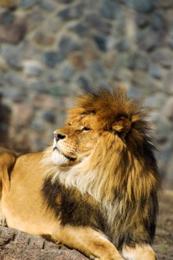 Güzel güçlü aslan