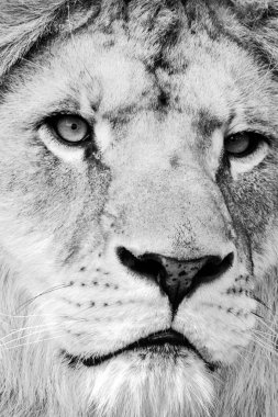 Güzel güçlü aslan