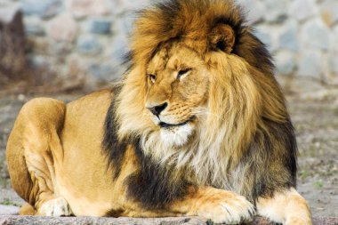 Güzel güçlü aslan