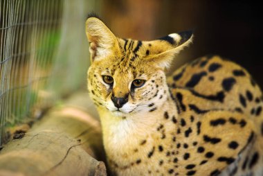 Doğadaki sevimli serval kedi manzarası