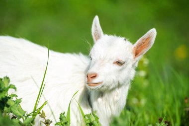 Dışarıdaki genç keçinin portresi