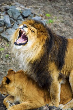 Güzel güçlü aslan