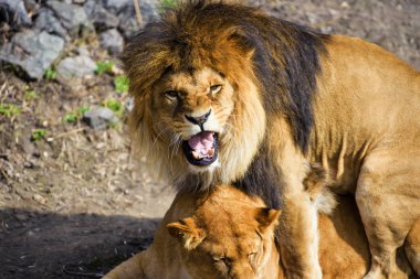 Aslan ve aslan
