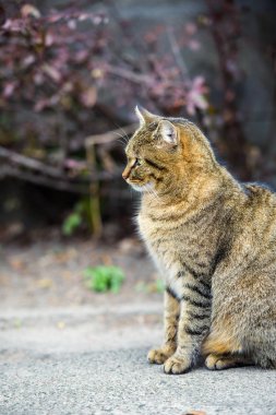 Şirin kedi, seçici odaklanma.