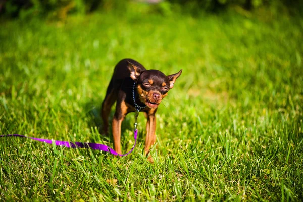 Cão engraçado na grama verde — Fotografia de Stock