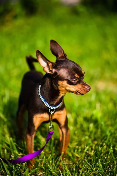 Funny little dog on green grass — Stok fotoğraf