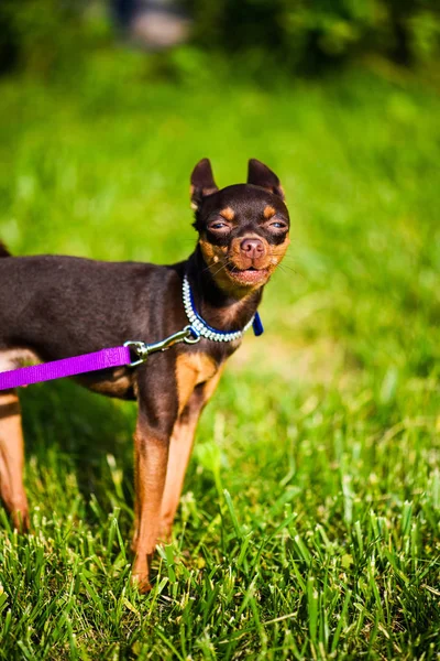 Cão engraçado na grama verde — Fotografia de Stock