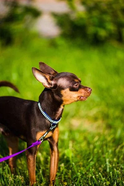 Funny little dog on green grass — Stok fotoğraf