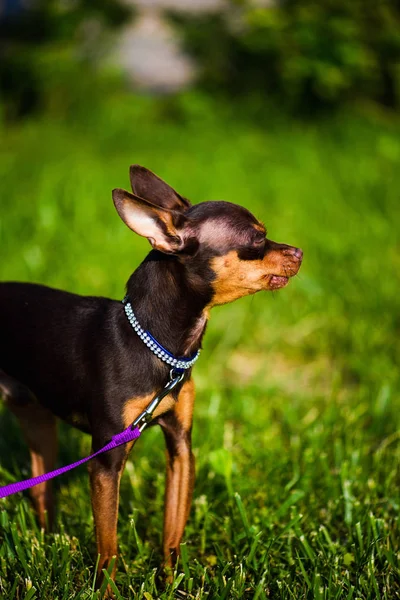 Funny little dog on green grass — Stock Photo, Image