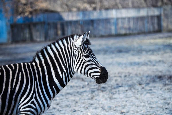 Zebra. — Fotografia de Stock