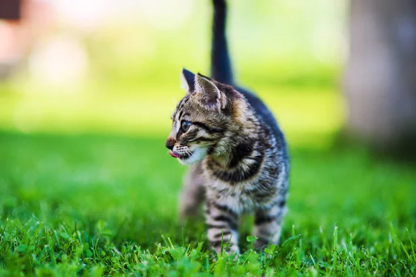 Yeşil çimlerin üzerinde küçük sevimli bir kedi yavrusu — Stok fotoğraf