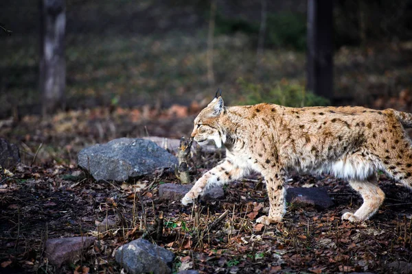 Lince hambriento comiendo carne. Lynx, gato salvaje euroasiático — Foto de Stock