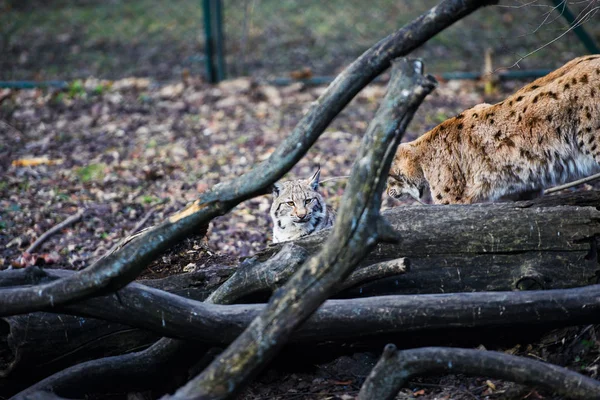 Lynx, gato salvaje euroasiático —  Fotos de Stock