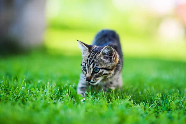 緑の草の上の可愛い子猫 — ストック写真