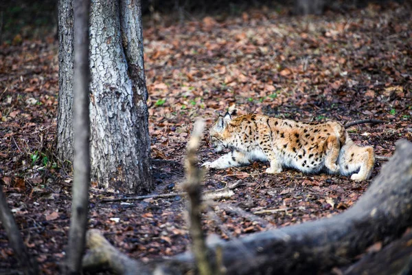 Lince faminto a comer carne. Lynx, Eurasiático gato selvagem — Fotografia de Stock