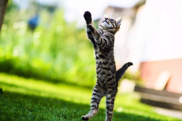 緑の草の上の可愛い子猫 — ストック写真