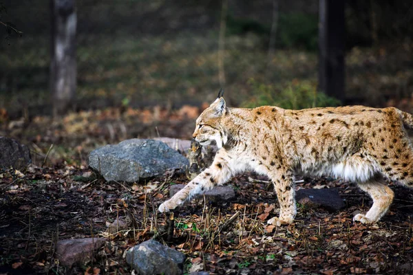 Lynx, gatto selvatico eurasiatico — Foto Stock