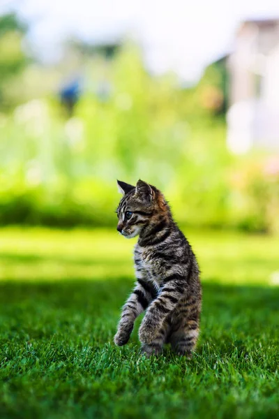 Gatinho bonito na grama verde — Fotografia de Stock