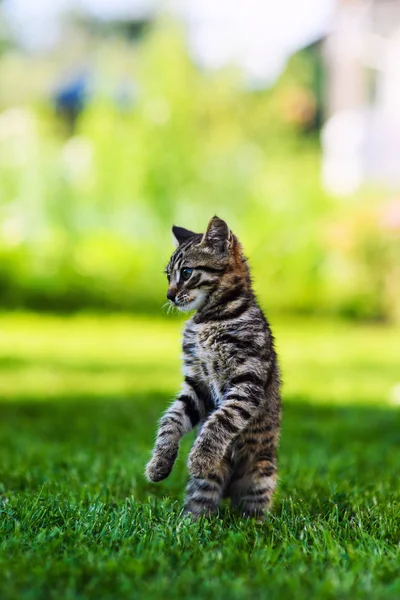 Schattig klein katje op groen gras — Stockfoto