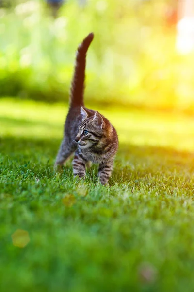 Niedliche Katze auf grünem Gras — Stockfoto