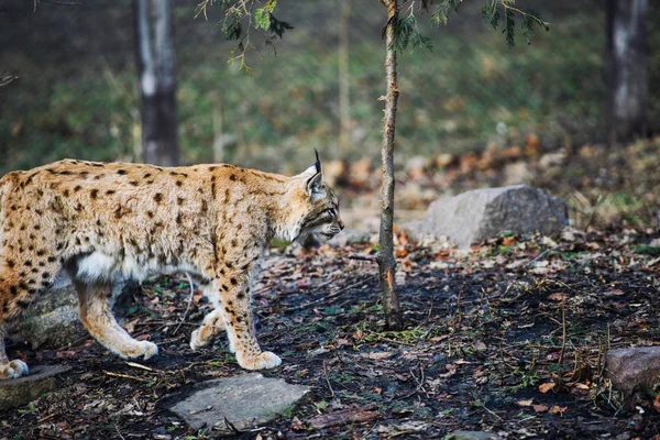 Lynx, Eurasian wild cat — Stock Photo, Image