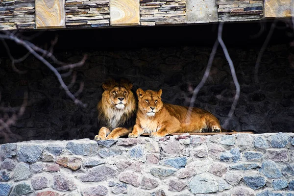 Löwe und Löwin — Stockfoto