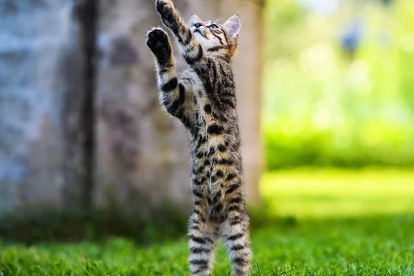 緑の草の上の可愛い子猫 — ストック写真