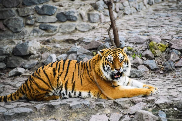 Schöne Amur Tiger Auf Hintergrund — Stockfoto