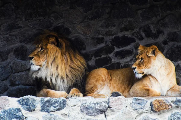 León y Leona —  Fotos de Stock