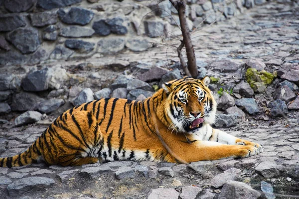 Vacker Amur Tiger Bakgrunden — Stockfoto