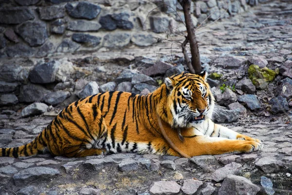 Schöne Amur Tiger Auf Hintergrund — Stockfoto