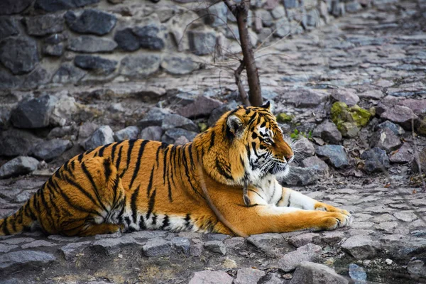 Bella Tigre Amur Sullo Sfondo — Foto Stock