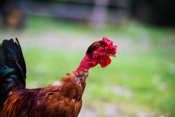 Funny chicken on a farm