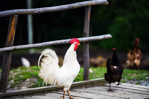 Frango em uma fazenda — Fotografia de Stock