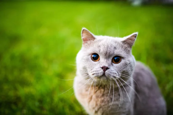 Bonito gato andando no jardim no verão — Fotografia de Stock