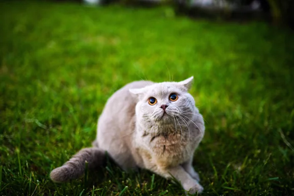 Krásná kočka procházky v zahradě v létě — Stock fotografie