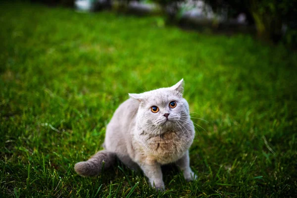 Bonito gato andando no jardim no verão — Fotografia de Stock