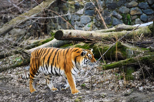 Прекрасний Амурський Тигр Задньому Плані — стокове фото