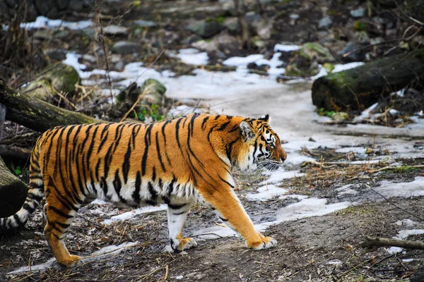 Bella Tigre Amur Sullo Sfondo — Foto Stock