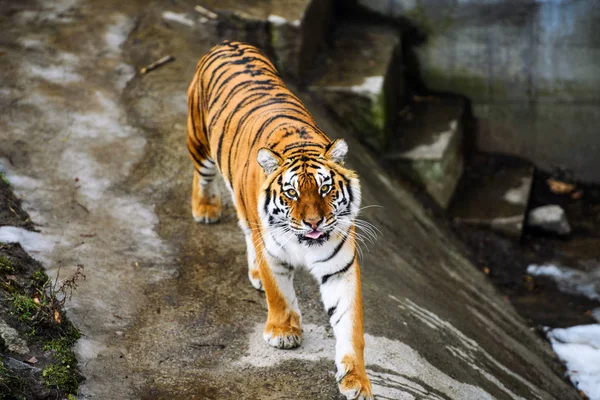 Schöne Amur Tiger Auf Hintergrund — Stockfoto