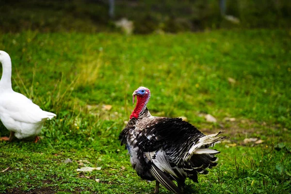 Turkiet på det gröna gräsfältet — Stockfoto