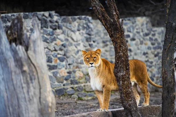 Leonessa Animale Zoo Sfondo — Foto Stock
