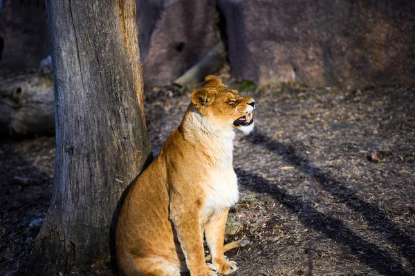 Lioness Animal Zoo Background — Stock Photo, Image