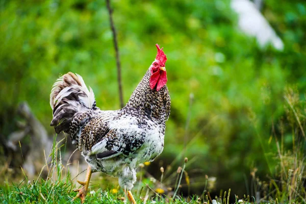 Frango em uma fazenda — Fotografia de Stock