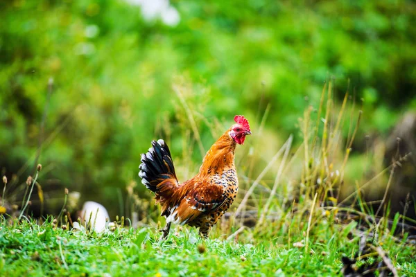 Pollo en una granja —  Fotos de Stock