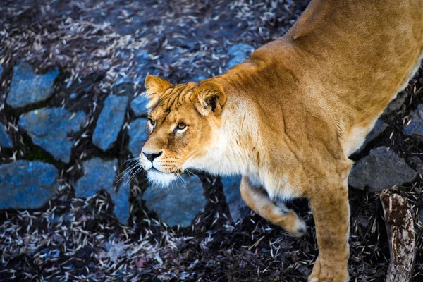 Lionne Animal Dans Zoo Sur Fond — Photo