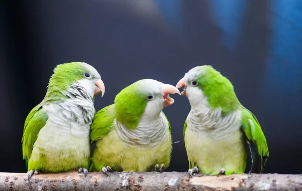 かわいい愛らしいオウム 選択的な焦点 — ストック写真