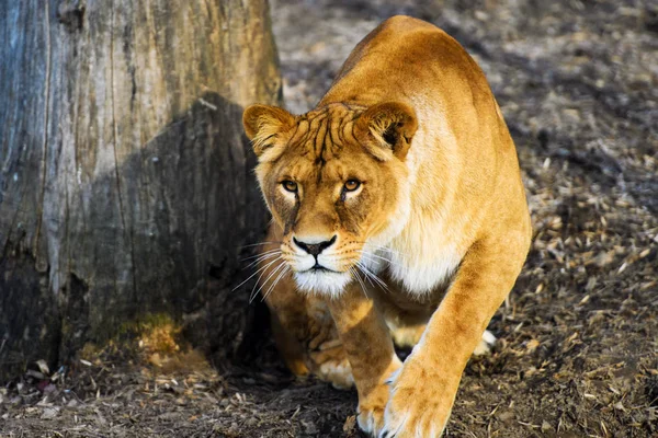 Leonessa Animale Zoo Sfondo — Foto Stock